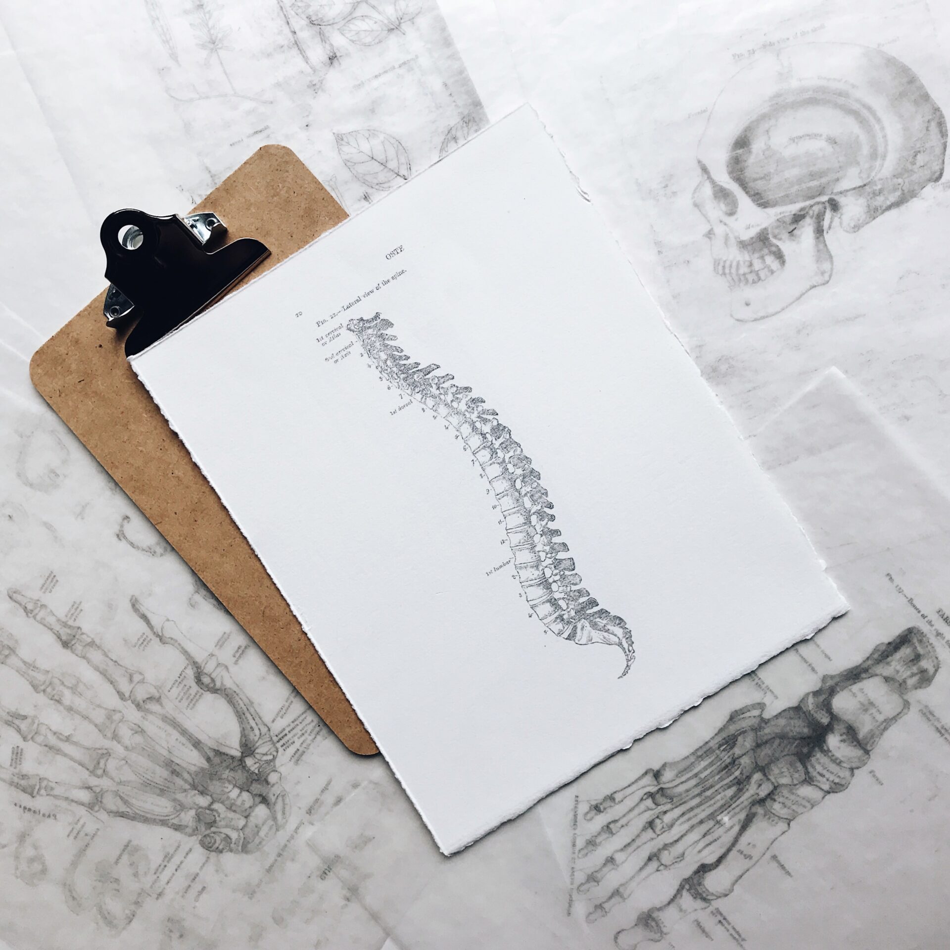 Spine Photo